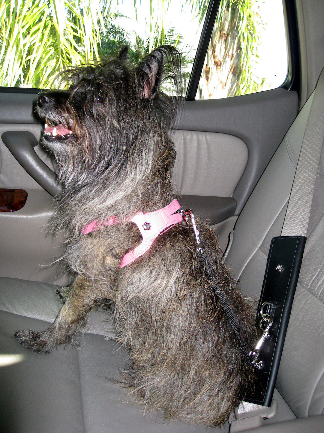 Freedom NO Pull Harness Car Safety Seat Belt Restraint